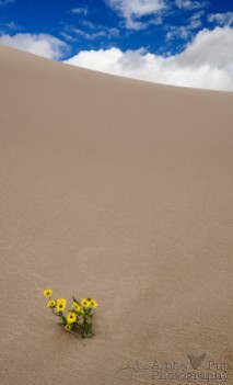 Duneflowers - Great Sand Dunes National Park - Colorado